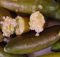 Sandy Creek Olives and Finger Limes - Accommodation in Surfers Paradise