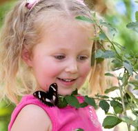 Coffs Harbour Butterfly House - Accommodation in Surfers Paradise