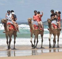 Camel Rides with Coffs Coast Camels - Accommodation in Surfers Paradise