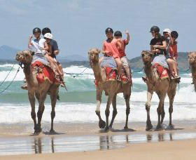 Camel Rides With Coffs Coast Camels - Accommodation in Surfers Paradise 0
