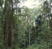 Bongil Bongil National Park - Accommodation in Surfers Paradise