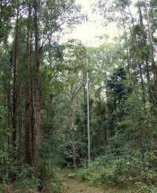 Bongil Bongil National Park - Accommodation in Surfers Paradise 0