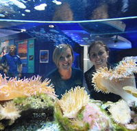 Solitary Islands Aquarium - Accommodation in Surfers Paradise