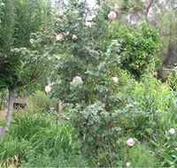 Tombstone Estate Vineyard - Accommodation in Surfers Paradise