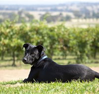 Moothi Estate Vineyard and Cellar Door - Accommodation in Surfers Paradise