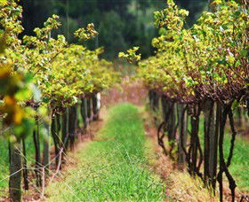 Fussy Grape Winery - Accommodation in Surfers Paradise 1