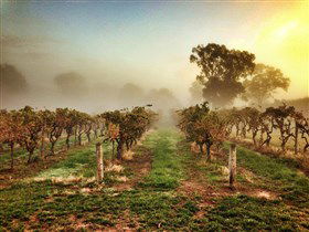 Lambert Estate Wines - Accommodation in Surfers Paradise 1