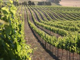 Kilikanoon Wines Cellar Door - Accommodation in Surfers Paradise 1
