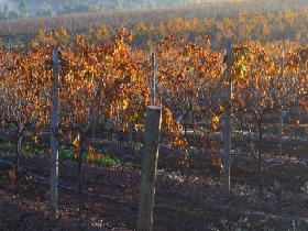 Kilikanoon Wines Cellar Door - Accommodation in Surfers Paradise 2