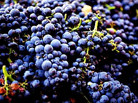 Nandroya Vineyard - Accommodation in Surfers Paradise 0
