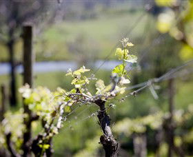 Stonier Wines - Accommodation in Surfers Paradise 0