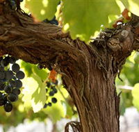 Blackjack Vineyards - Accommodation in Surfers Paradise