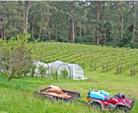 Peveril Vineyard/Beechy Berries - Accommodation in Surfers Paradise 1