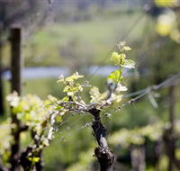 Whistling Eagle Vineyard - Accommodation in Surfers Paradise