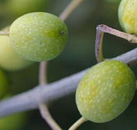 Montalto Vineyard and Olive Grove - Accommodation in Surfers Paradise