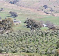 Wymah Organic Olives and Lambs - Accommodation in Surfers Paradise