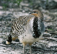 Yongergnow Australian Malleefowl Centre - Accommodation in Surfers Paradise