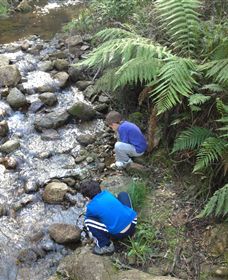 Shelley Forest Camp - Accommodation in Surfers Paradise 2