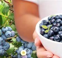 Jolly Berries - Accommodation in Surfers Paradise