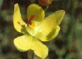 Langwarrin Flora And Fauna Reserve - Accommodation in Surfers Paradise 0