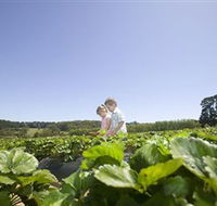 Sunny Ridge Strawberry Farm - Accommodation in Surfers Paradise