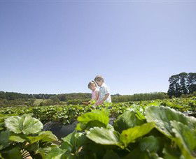 Sunny Ridge Strawberry Farm - Accommodation in Surfers Paradise 0
