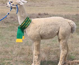 Marchmont Park Alpacas - Accommodation in Surfers Paradise 1