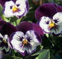Newtown Park State Rose Garden - Accommodation in Surfers Paradise