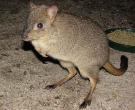 Barna Mia Native Animal Sanctuary - Accommodation in Surfers Paradise 1