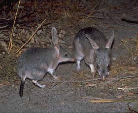 Barna Mia Native Animal Sanctuary - Accommodation in Surfers Paradise 2