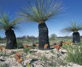 Carnamah-Eneabba Wildflower Drive - Accommodation in Surfers Paradise 3