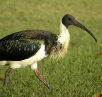 Toowoomba Water Bird Habitat - Accommodation in Surfers Paradise