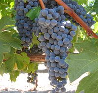 Joshuas Fault Wine - Accommodation in Surfers Paradise