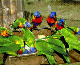 Canberra Walk In Aviary - Accommodation in Surfers Paradise 1