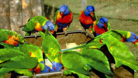 Canberra Walk In Aviary - Accommodation in Surfers Paradise 4