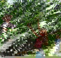 Forest Range Cherries - Accommodation in Surfers Paradise