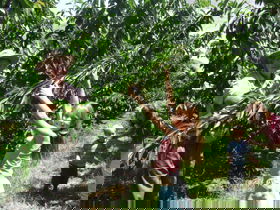 Forest Range Cherries - Accommodation in Surfers Paradise 0
