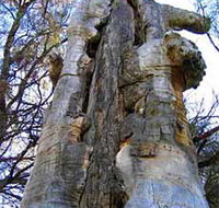 Junction Island Nature Reserve Canoe Tree and Walking Track - Accommodation in Surfers Paradise