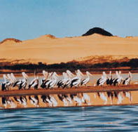 Coorong National Park - Accommodation in Surfers Paradise