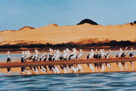 Coorong National Park - Accommodation in Surfers Paradise 0