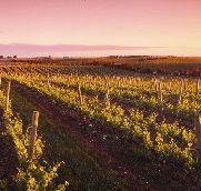 Ralph Fowler Wines - Accommodation in Surfers Paradise