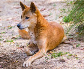Territory Wildlife Park - Accommodation in Surfers Paradise 2