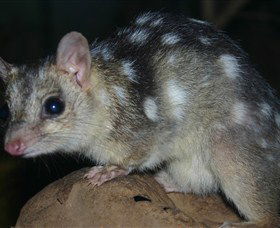 Territory Wildlife Park - Accommodation in Surfers Paradise 6