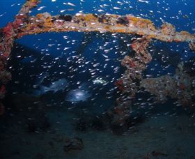 Lady Bowen Dive Site - Accommodation in Surfers Paradise 1