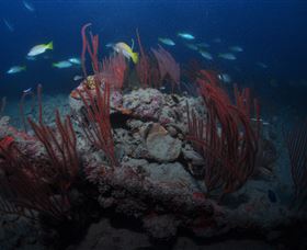 Lady Bowen Dive Site - Accommodation in Surfers Paradise 3