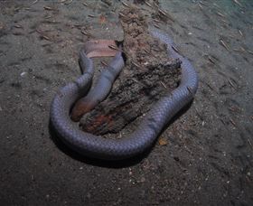 Lady Bowen Dive Site - Accommodation in Surfers Paradise 2