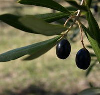 Red Rock Olives - Accommodation in Surfers Paradise