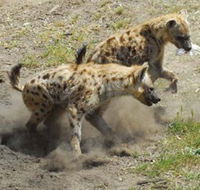 Altina Wildlife Park - Accommodation in Surfers Paradise
