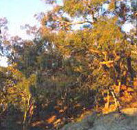 Mount Alexander Regional Park - Accommodation in Surfers Paradise
