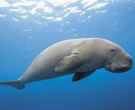 Dugong Sanctuary - Clairview - Accommodation in Surfers Paradise 1